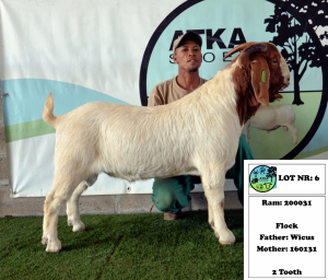 1x BOER GOAT - FLOCK