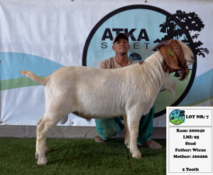 1x BOER GOAT - STUD