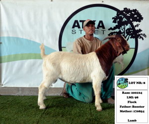 1x BOER GOAT - FLOCK