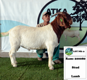 1x BOER GOAT - STUD