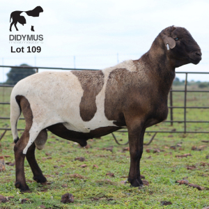 LOT 109 1X MEATMASTER DIDYMUS MEATMASTERS CHRISTOF GROBLER : 0837812076