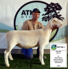 1x WIT DORPER EWE - T5 - PREGNANT