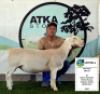 1x WIT DORPER EWE - T5 - PREGNANT