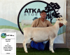 1x WIT DORPER EWE - T5 - PREGNANT