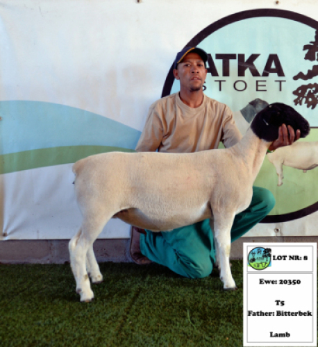 1x DORPER EWE - T5