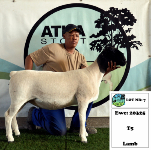 1x DORPER EWE - T5