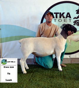 1x DORPER EWE - T5