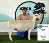 1x WIT DORPER EWE - T5 - PREGNANT