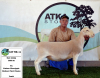 1x WIT DORPER EWE - T5 - PREGNANT