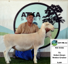 1x WIT DORPER EWE - T5 - PREGNANT