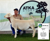 1x WIT DORPER EWE - T5 - PREGNANT