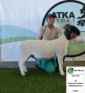 1x DORPER EWE - T5 - PREGNANT