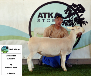 1x WIT DORPER EWE - T5 - PREGNANT