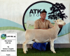 1x WIT DORPER EWE - T5 - PREGNANT