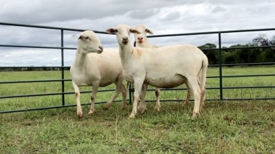 LOT6 3 X MEATMASTER OOI MET LAM/EWE WITH LAMB (PER STUK OM LOT TE NEEM/PER PIECE TO TAKE THE LOT)