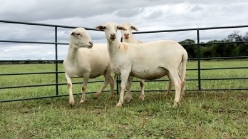 LOT6 3 X MEATMASTER OOI MET LAM/EWE WITH LAMB (PER STUK OM LOT TE NEEM/PER PIECE TO TAKE THE LOT)