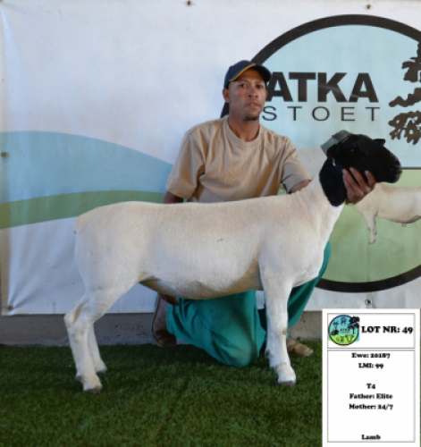 1 x DORPER EWE - T4 