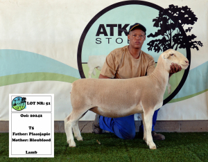 1x WIT DORPER EWE - T5 PREGNANT