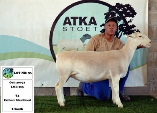 1x WIT DORPER EWE - T4 - PREGNANT