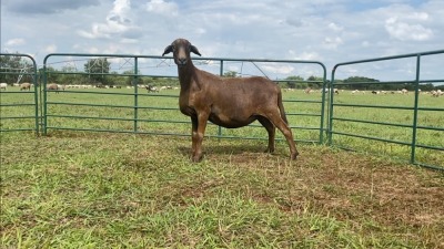 LOT 10 1X MEATMASTER OOI/EWE (PER STUK OM LOT TE NEEM/PER PIECE TO TAKE THE LOT)