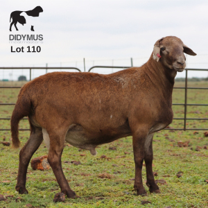 LOT 110 1X MEATMASTER DIDYMUS MEATMASTERS CHRISTOF GROBLER : 0837812076