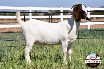 1x EWE AUCAMP BOERBOKSTOET - STOET/STUD