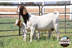 1 + 1x EWE AUCAMP BOERBOKSTOET - KUDDE/FLOCK