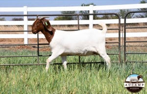 1x EWE AUCAMP BOERBOKSTOET - KUDDE/FLOCK