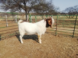 1x RAM SOETDORINGS BOERBOKSTOET - STOET/STUD