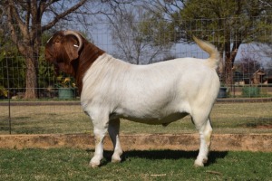 1x RAM SOETDORINGS BOERBOKSTOET - STOET/STUD