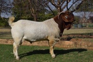 1x RAM SOETDORINGS BOERBOKSTOET - KUDDE/FLOCK