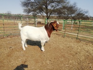 1x RAM SOETDORINGS BOERBOKSTOET- STOET/STUD