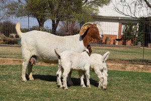 1+2x EWE SOETDORINGS BOERBOKSTOET - STOET/STUD