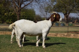 1+2x EWE SOETDORINGS BOERBOKSTOET - KUDDE/FLOCK