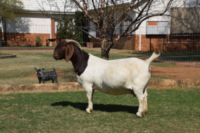 1x EWE SOETDORINGS BOERBOKSTOET - STOET/STUD