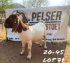 1x EWE PELSER BOERBOKSTOET - KUDDE/FLOCK