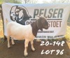 1x EWE PELSER BOERBOKSTOET KUDDE/FLOCK