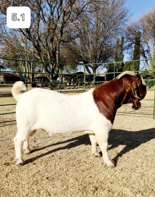 1x RAM BEZUIDENHOUT BOERBOKSTOET - KUDDE/FLOCK