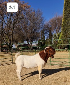 1x RAM BEZUIDENHOUT BOERBOKSTOET - STOET/STUD