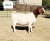 1x EWE BEZUIDENHOUT BOERBOKSTOET - STOET/STUD