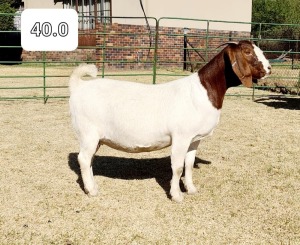 1x EWE BEZUIDENHOUT BOERBOKSTOET - STOET/STUD