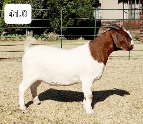 1x EWE BEZUIDENHOUT BOERBOKSTOET - KUDDE/FLOCK