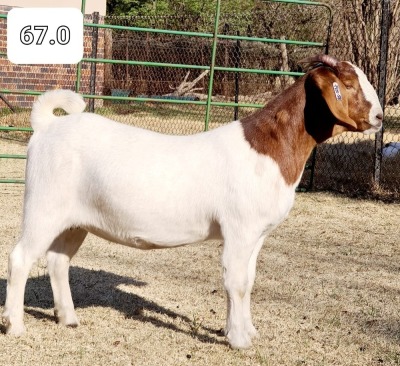 1x EWE BEZUIDENHOUT BOERBOKSTOET - KUDDE/FLOCK