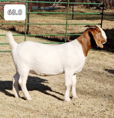 1x EWE BEZUIDENHOUT BOERBOKSTOET - POTENSIEEL STOET/POTENCIAL STUD