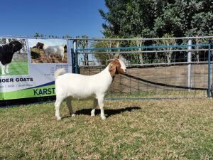 1x EWE KARSTEN BOERBOKKE - KUDDE/FLOCK