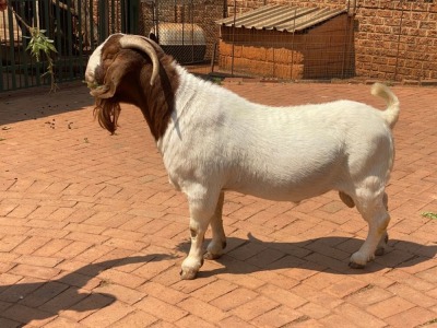 1x RAM TOKOZA BOERBOKSTOET - KUDDE SPEEN/FLOCK WEEN