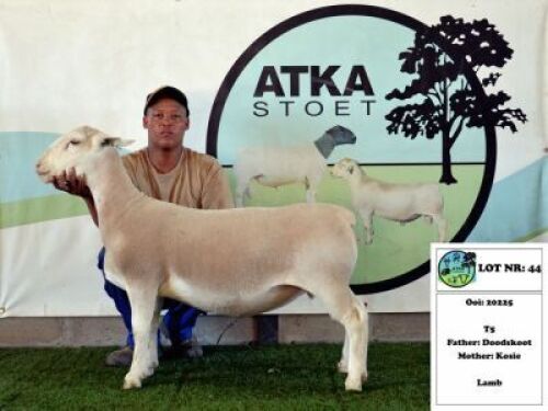 1x WIT DORPER EWE - T5 