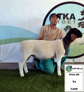 1x DORPER EWE - T4 