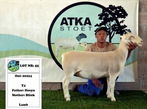 1x WIT DORPER EWE - T4