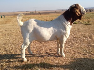 1x RAM LARA BOERBOKSTOET - KUDDE/FLOCK